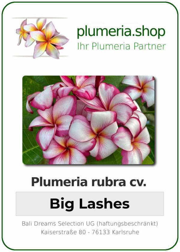 Plumeria rubra - "Big Lashes"