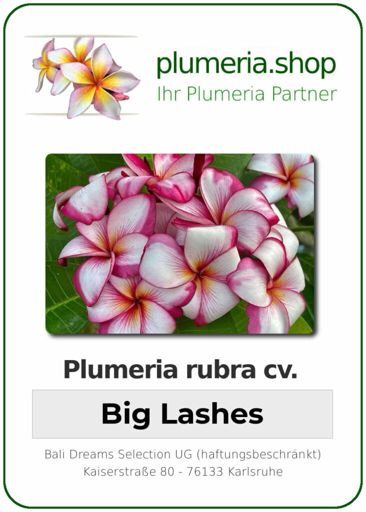 Plumeria rubra "Big Lashes", wurzelnackt