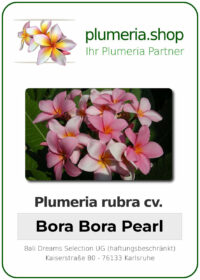 Plumeria rubra - "Bora Bora Pearl"