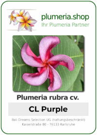 Plumeria rubra - "CL Purple"