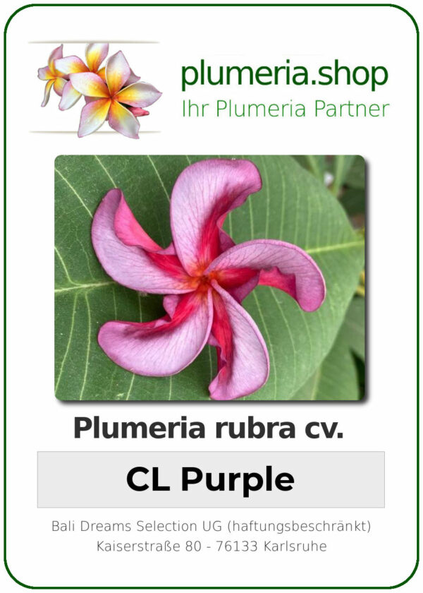 Plumeria rubra - "CL Purple"