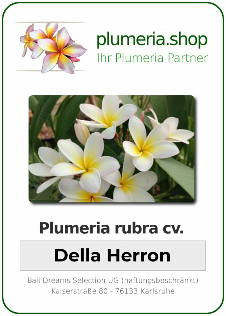 Plumeria rubra "Della Herron"