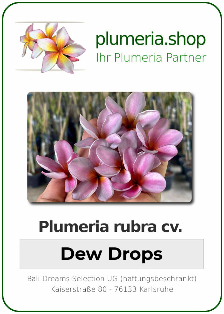 Plumeria rubra "Dew Drops", wurzelnackt