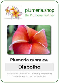 Plumeria rubra "Diabolito"