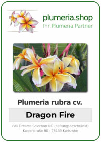 Plumeria rubra - "Dragon Fire"