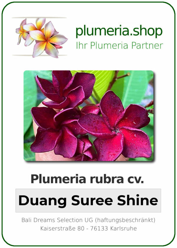 Plumeria rubra "Duang Suree Shine"