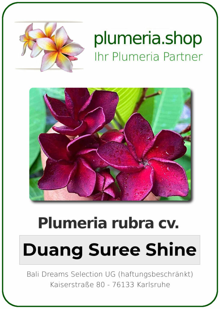 Plumeria rubra "Duang Suree Shine", wurzelnackt