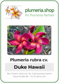 Plumeria rubra - "Duke Hawaii"