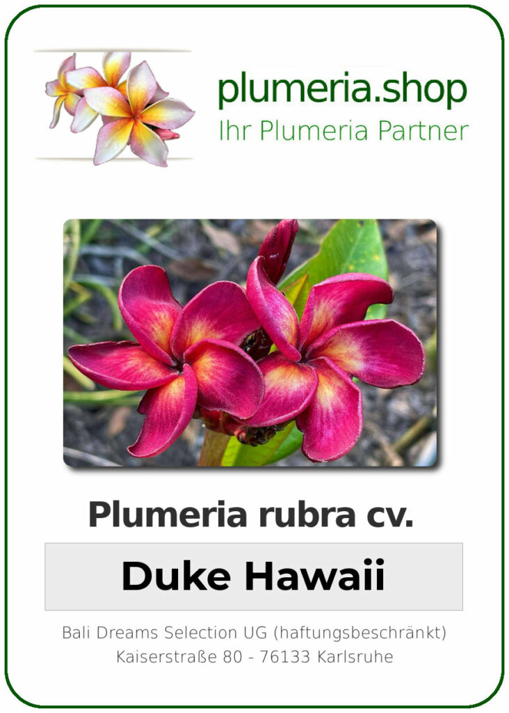 Plumeria rubra "Duke Hawaii", wurzelnackt