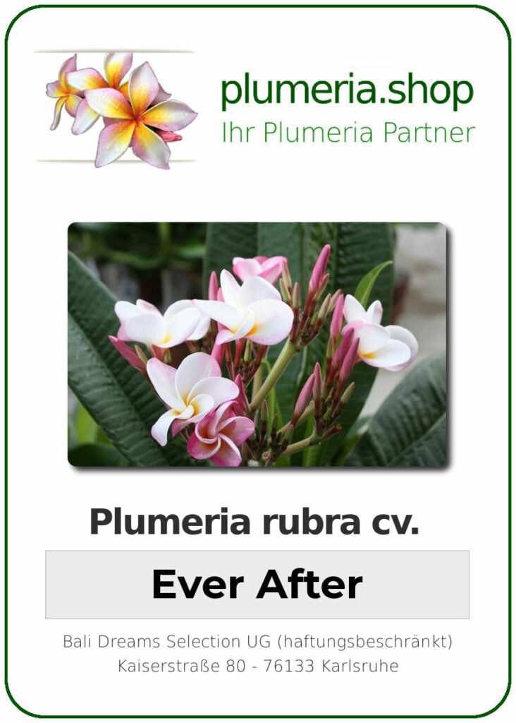 Plumeria rubra "Ever After"