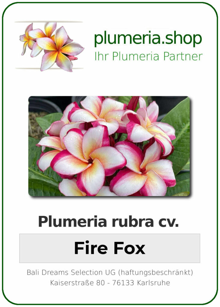 Plumeria rubra "Fire Fox", wurzelnackt
