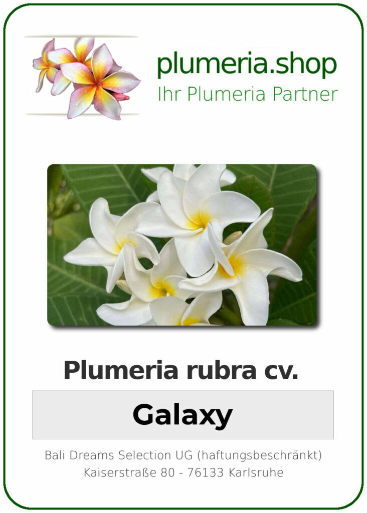 Plumeria rubra "Galaxy", wurzelnackt