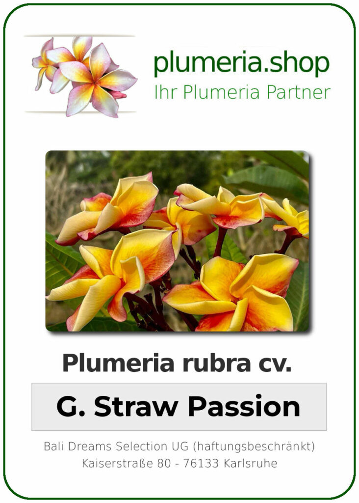 Plumeria rubra "George Straw Passion", wurzelnackt