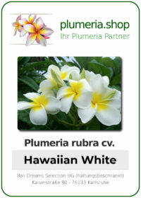 Plumeria rubra - "Hawaiian White"