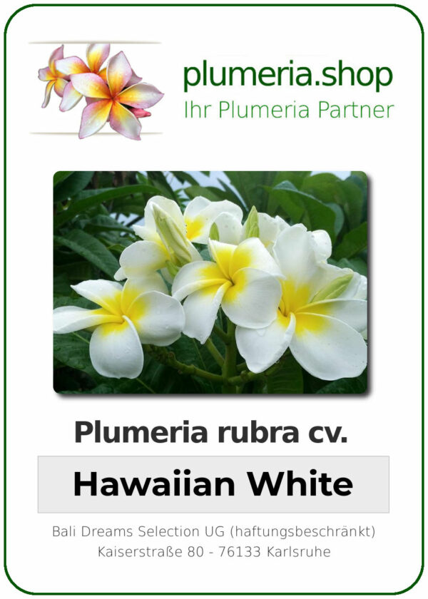 Plumeria rubra - "Hawaiian White"