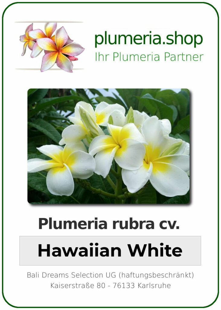 Plumeria rubra "Hawaiian White"