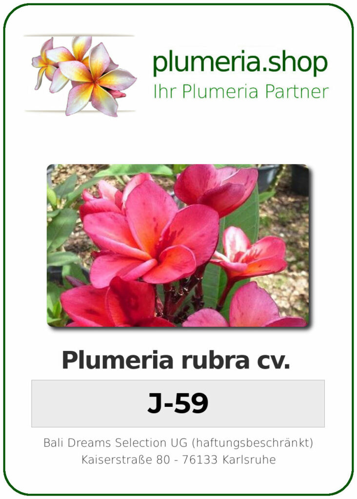 Plumeria rubra "J-59"