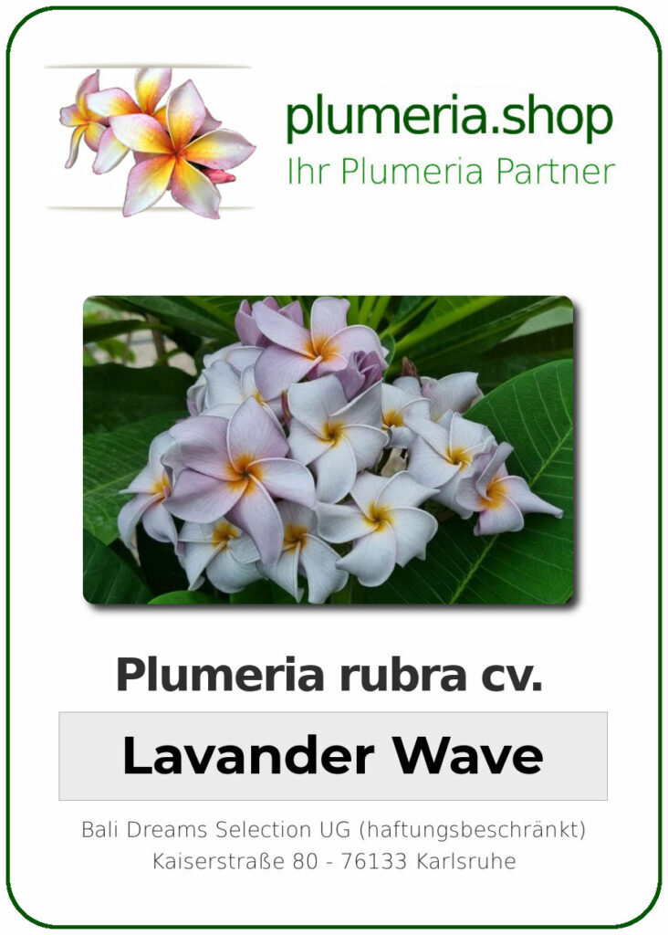 Plumeria rubra "Lavander Wave"