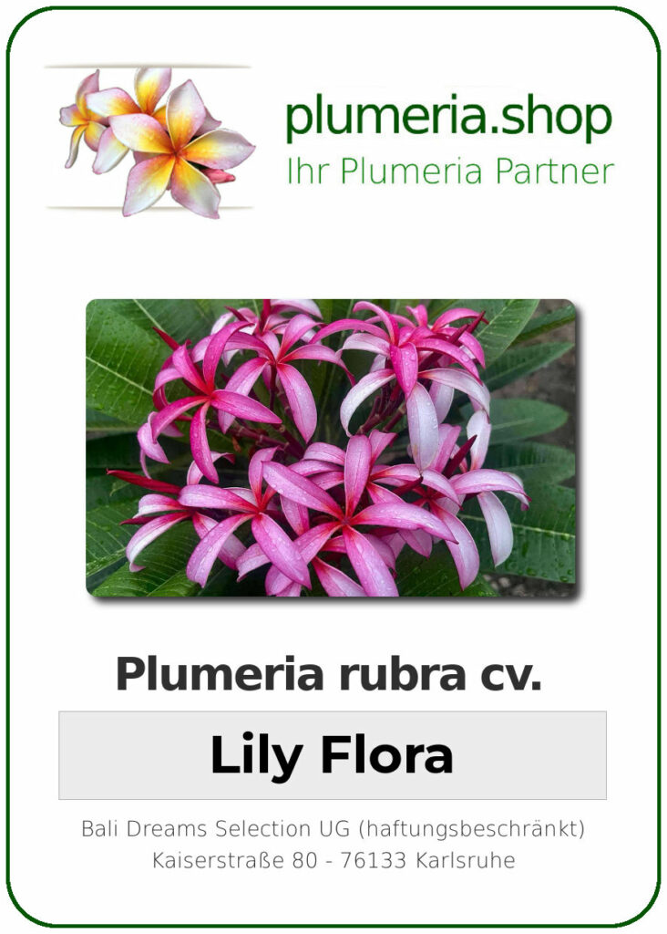 Plumeria rubra "Lily Flora", wurzelnackt