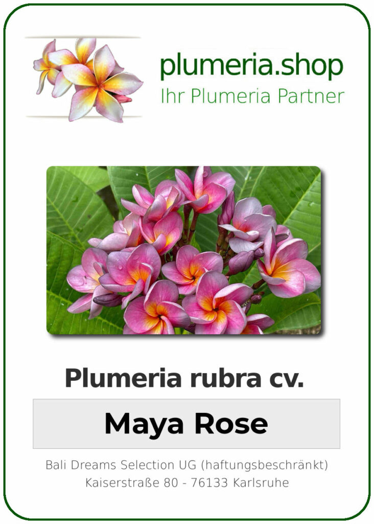 Plumeria rubra "Maya Rose", wurzelnackt