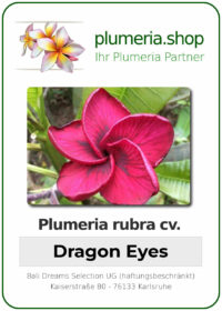 Plumeria rubra - "Nuis Dragon Eyes"