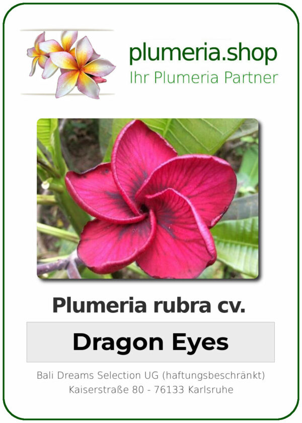 Plumeria rubra - "Nuis Dragon Eyes"