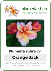 Plumeria rubra - "Orange Jack"