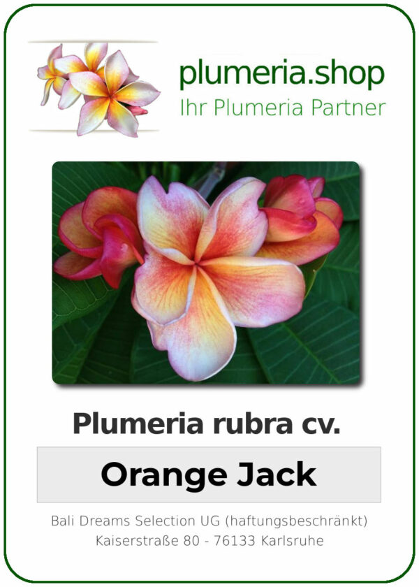 Plumeria rubra - "Orange Jack"