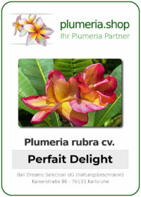 Plumeria rubra - "Perfait Delight"