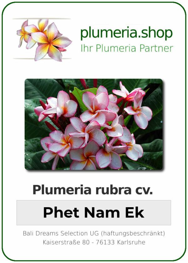 Plumeria rubra "Phet Nam Ek"