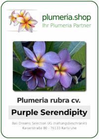 Plumeria rubra - "Purple Serendipity"