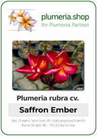 Plumeria rubra - "Saffron Ember"
