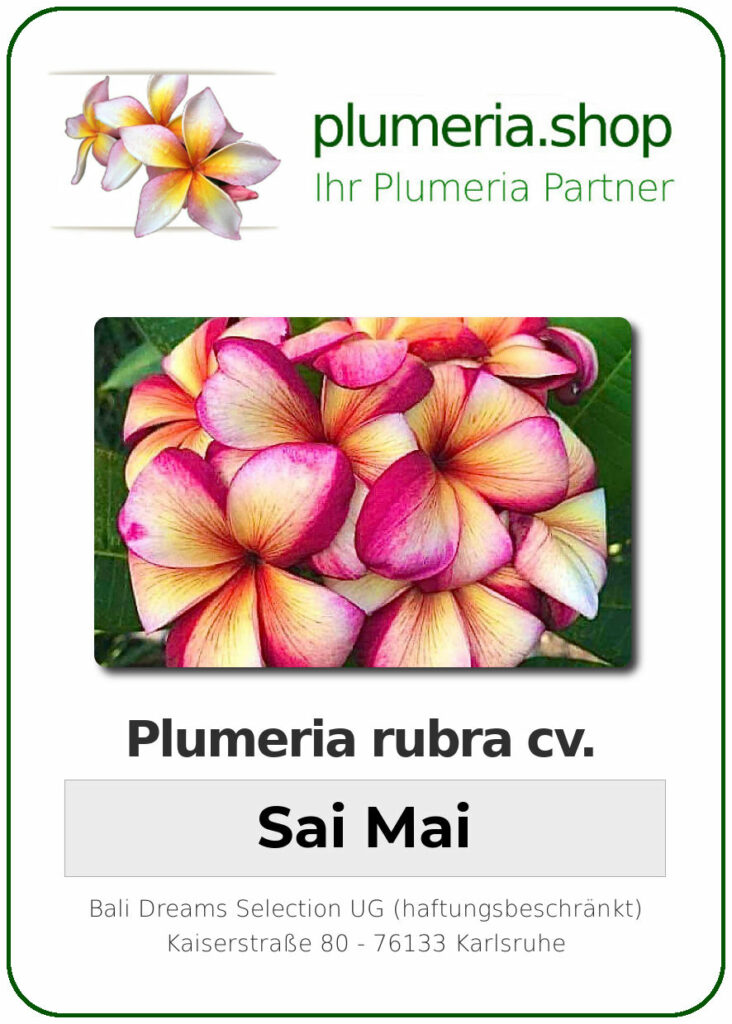 Plumeria rubra "Sai Mai", wurzelnackt