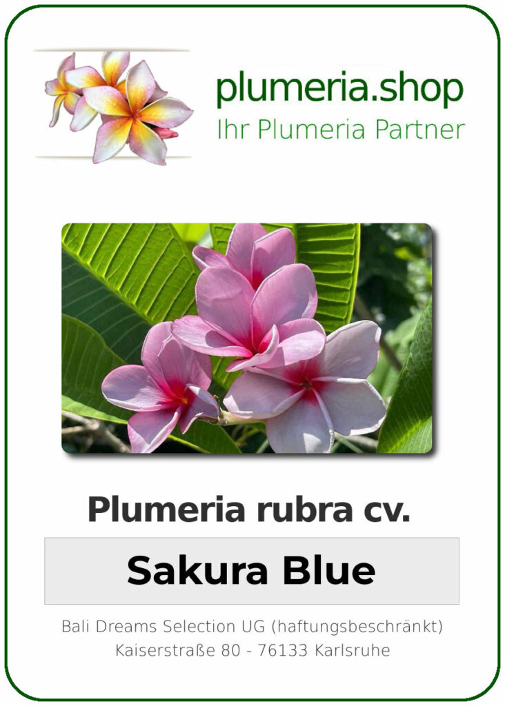 Plumeria rubra "Sakura Blue", wurzelnackt