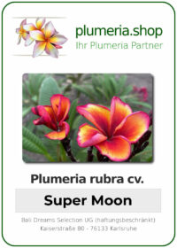 Plumeria rubra - "Super Moon"