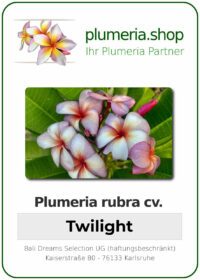 Plumeria rubra - "Tiwlight"