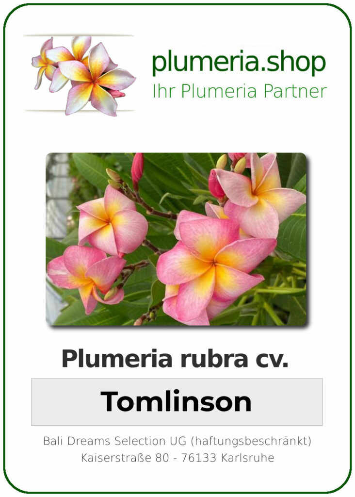 Plumeria rubra "Tomlinson"