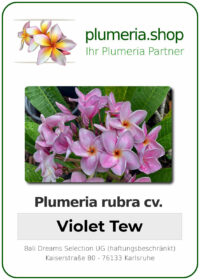 Plumeria rubra - "Violet Tew"