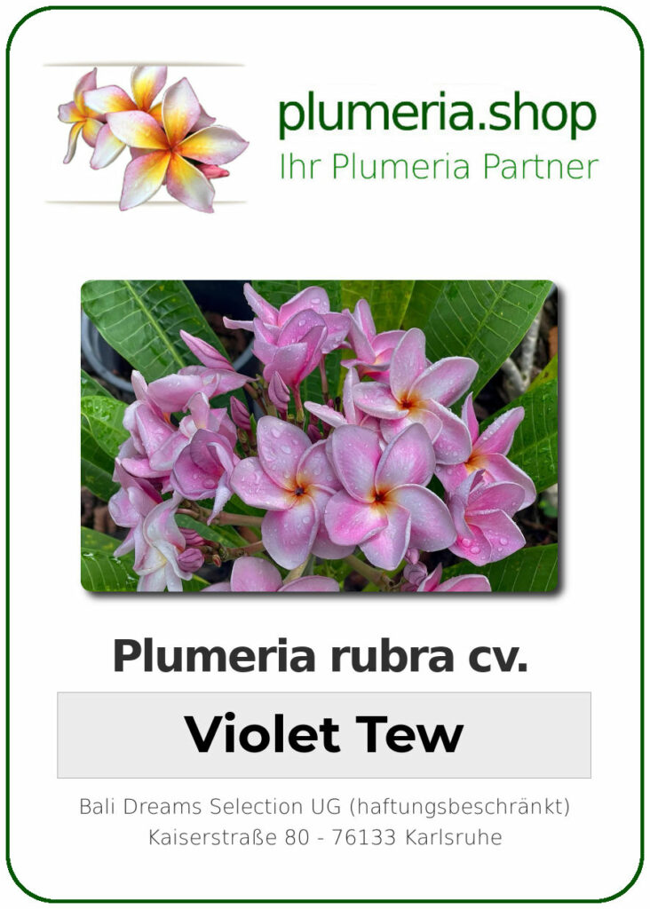 Plumeria rubra "Violet Tew"
