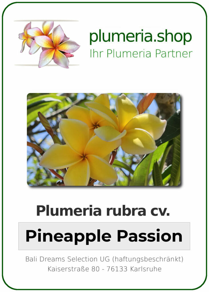 Plumeria rubra "Pineapple Passion"