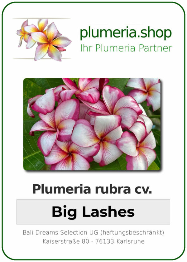 Plumeria rubra "Big Lashes"