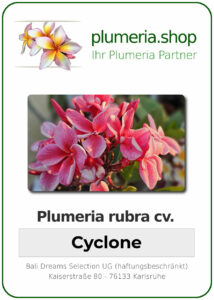 Plumeria rubra - "Cyclone"