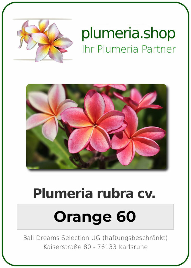 Plumeria rubra "Orange 60" - 26cm Topf