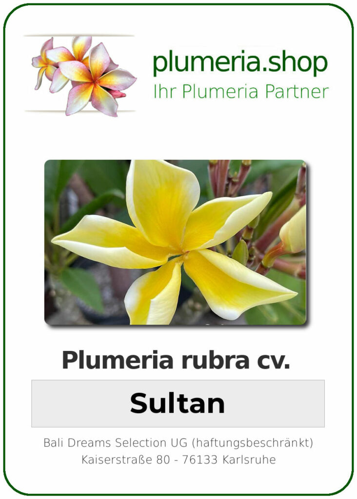 Plumeria rubra "Sultan"