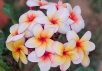 Plumeria rubra "Sun Splash"