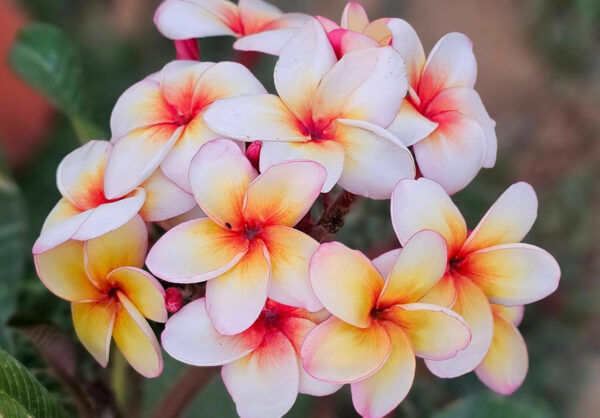 Plumeria rubra "Sun Splash"