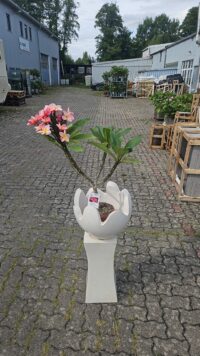 Ein handgefertigter, zweiteiliger Blumenständer aus Bali + eine große Plumeria im 26 cm Topf