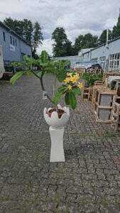 Ein handgefertigter, zweiteiliger Blumenständer aus Bali + eine große Plumeria im 26 cm Topf