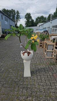 Ein handgefertigter, zweiteiliger Blumenständer aus Bali + eine große Plumeria im 26 cm Topf