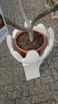 Ein handgefertigter, zweiteiliger Blumenständer aus Bali + eine große Plumeria im 26 cm Topf